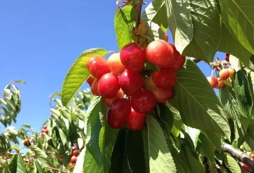 Maaseutuhotelli Quinta Da Pereira E Enricas Agro Turismo