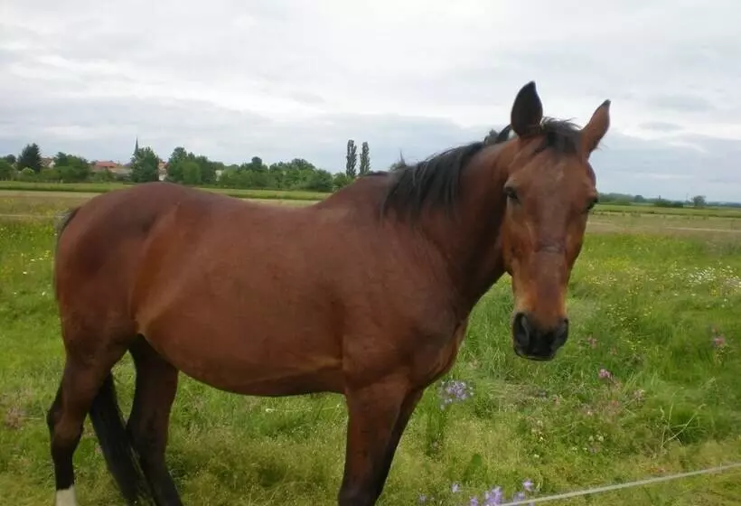 پانسیون Guest House Tara