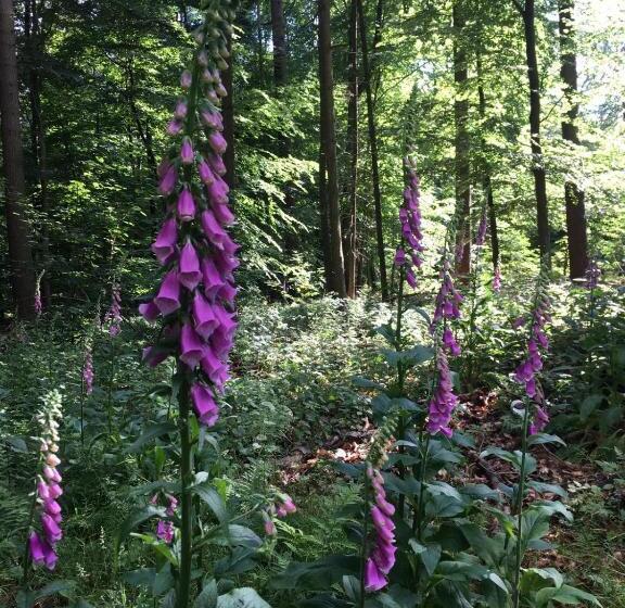 酒店 Berg´s Backpacker