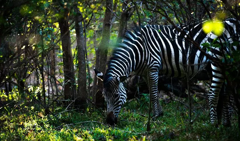 Royal Livingstone Hotel By Anantara