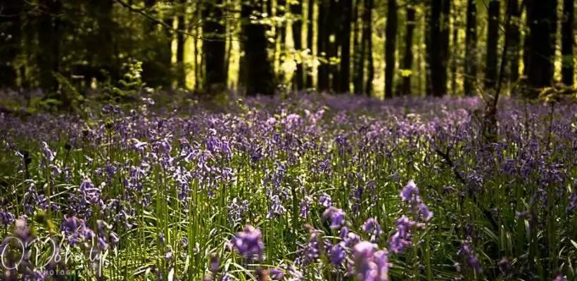 ペンション Abbeycourt Kenmare Kerry