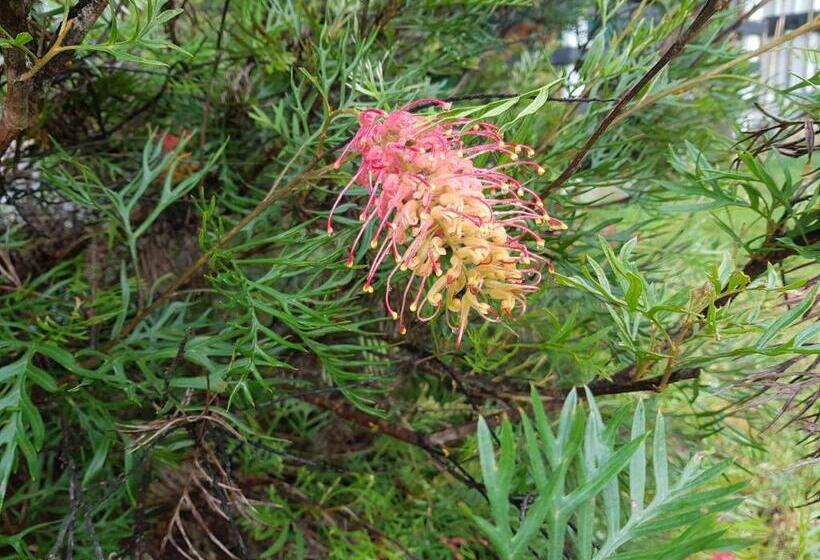 مبيت وإفطار Eumundi Cottages Cottage 1