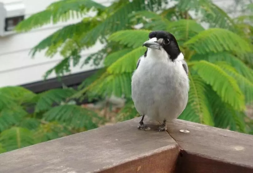 Aamiaismajoitus (B&B) Eumundi Cottages   Cottage 1