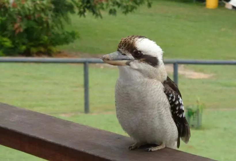 Aamiaismajoitus (B&B) Eumundi Cottages   Cottage 1
