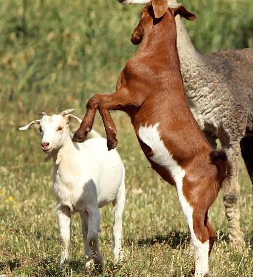 فندق على الطريق The Duck Inn Apartments