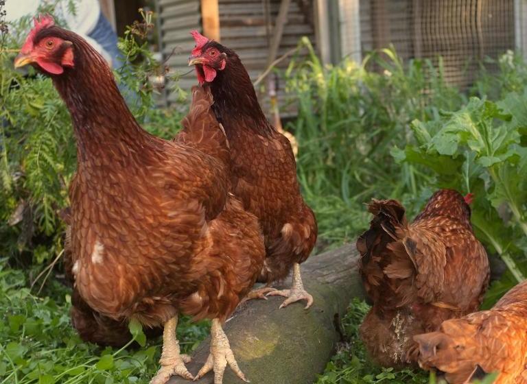 Пансион Bombah Point Eco Cottages