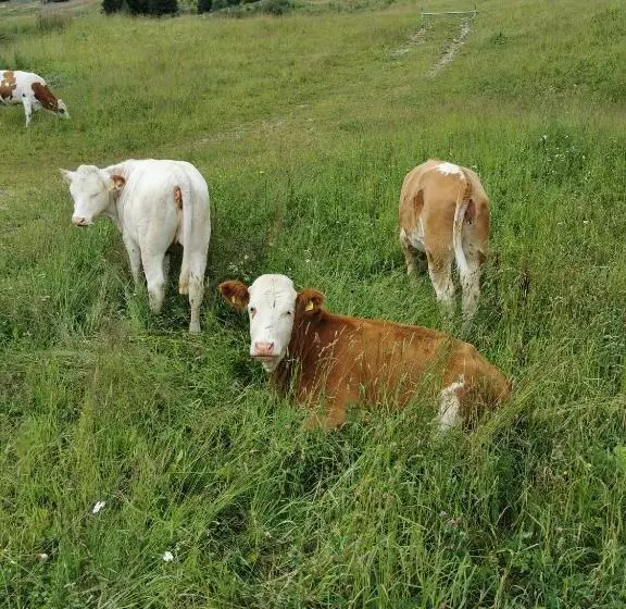 ユースホステル Alpengasthof Tanzstatt