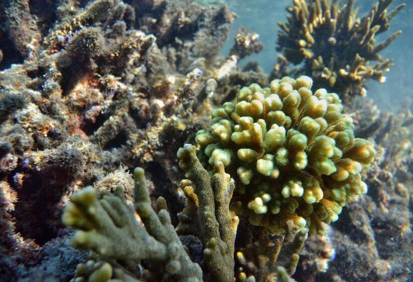 מוטל Rose Bay Resort