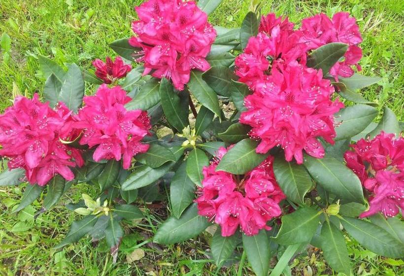 膳宿费 Penzion Piano Ranch