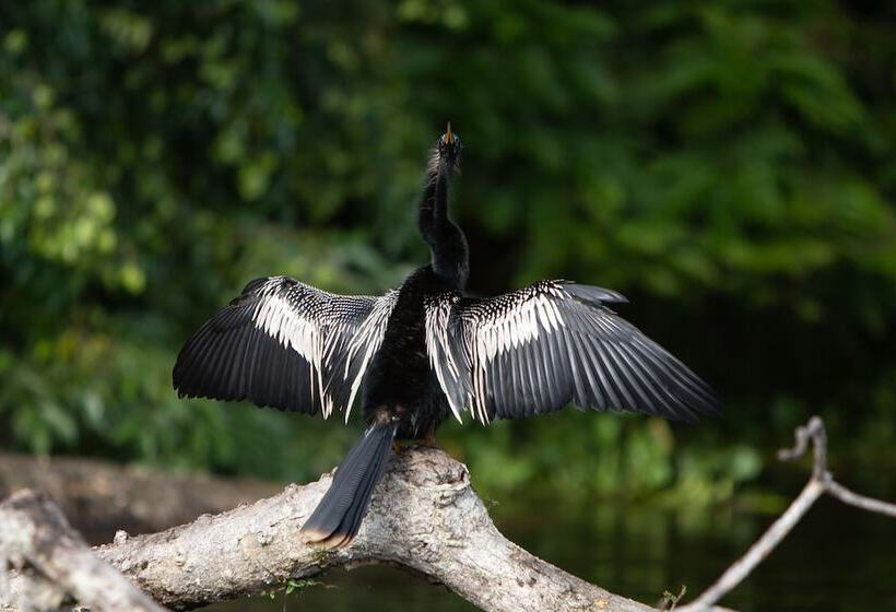 هتل Pachira Lodge