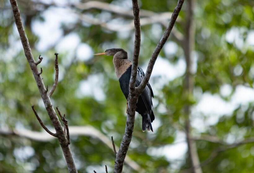 هتل Pachira Lodge