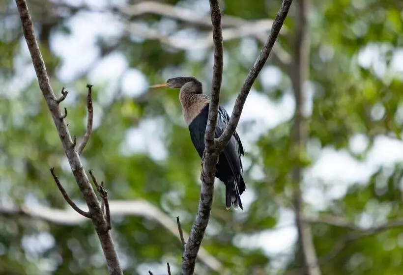 ホテル Pachira Lodge