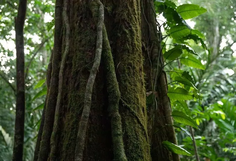 ホテル Pachira Lodge