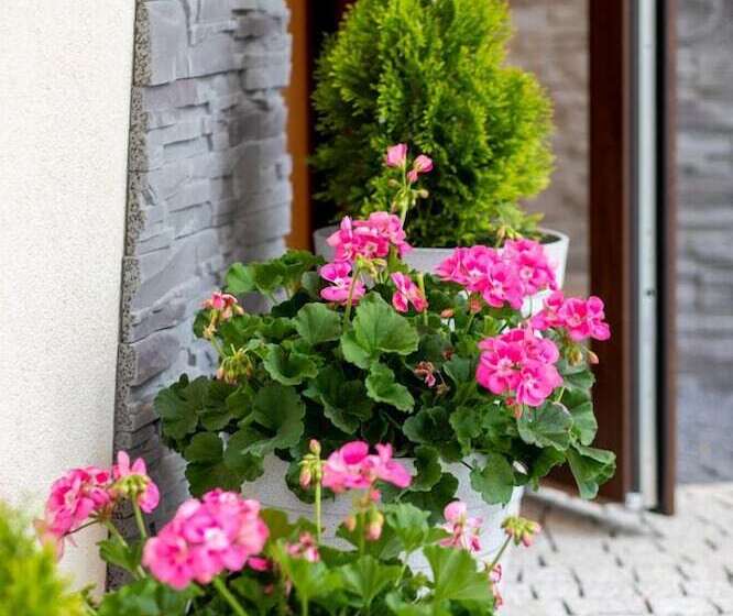 ホテル Apartamenty Jedrol