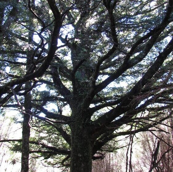 酒店 Night Sky Cottage