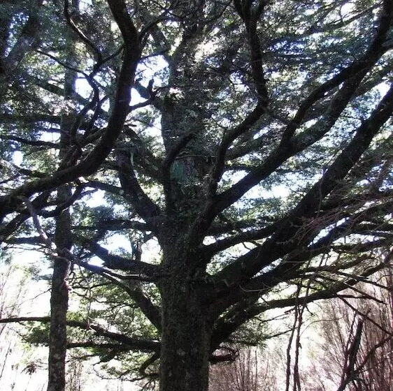 Hotelli Night Sky Cottage