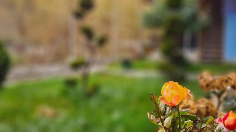 Pensiunea Aurora Hostel Voineasa