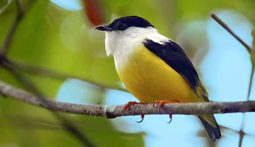 Hotelli Chan Chich Lodge