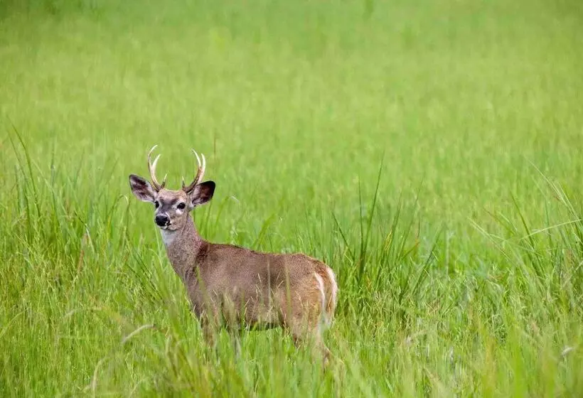 Hotelli Chan Chich Lodge