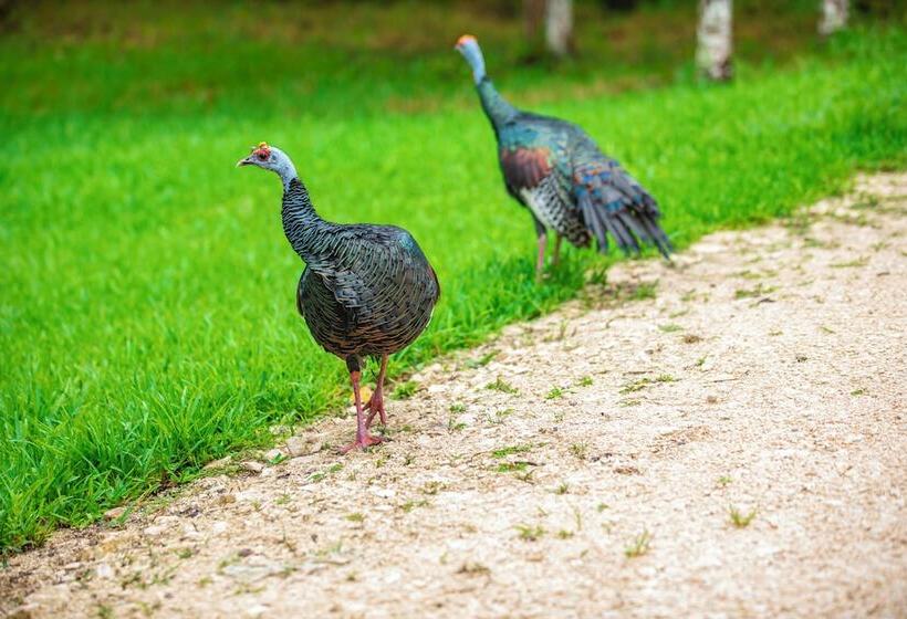 هتل Chan Chich Lodge