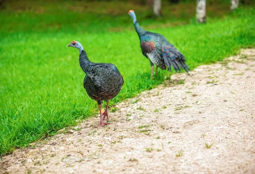 Hotelli Chan Chich Lodge