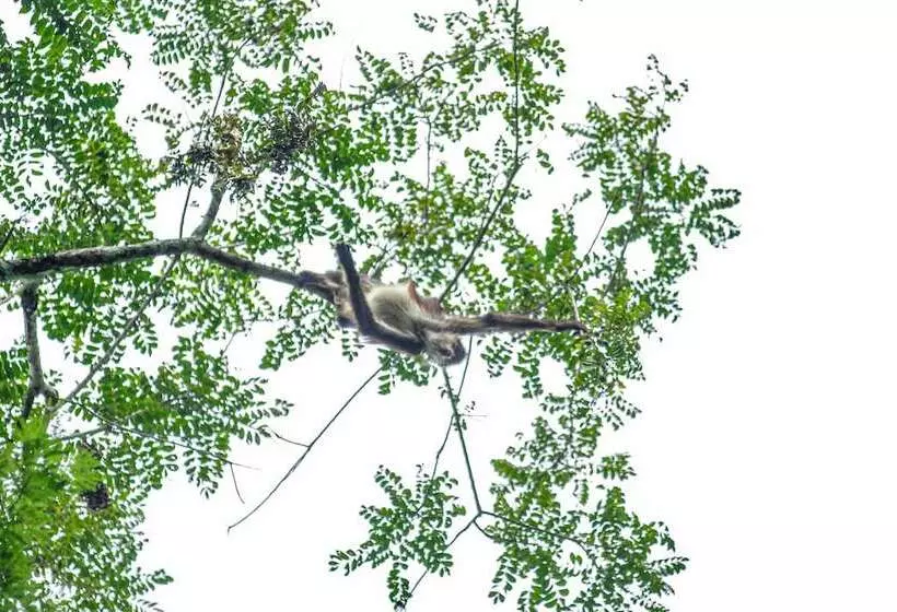 Hotelli Chan Chich Lodge