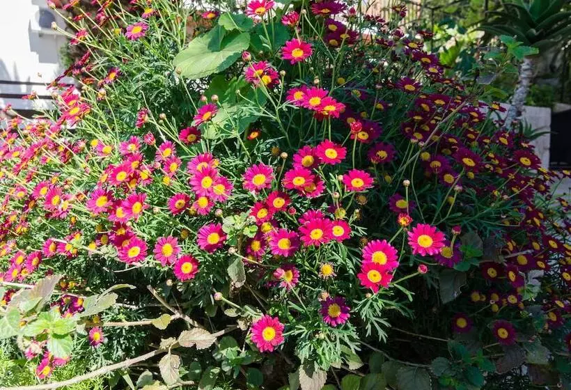 Majatalo Apartments Palma