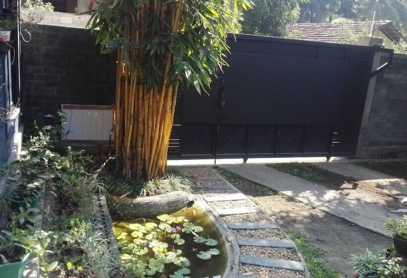 פנסיון Mango Roots