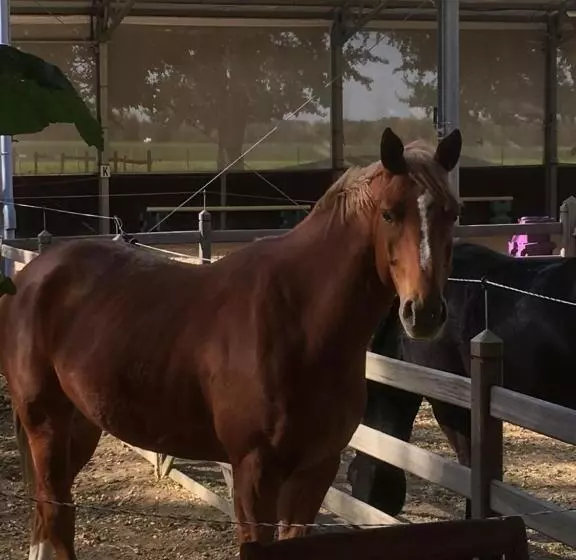 B&b Le Moulin De Fernelmont