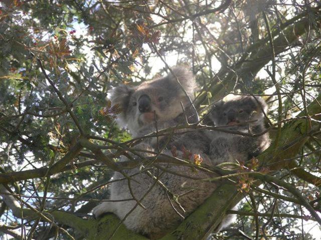צימר Emerald Hills Cottage
