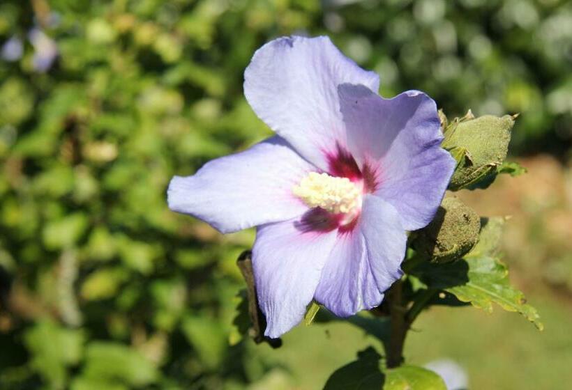 בית מלון כפרי Linde