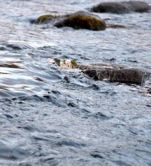 Beana Laponia Wilderness Boutique Hotel With Safaris