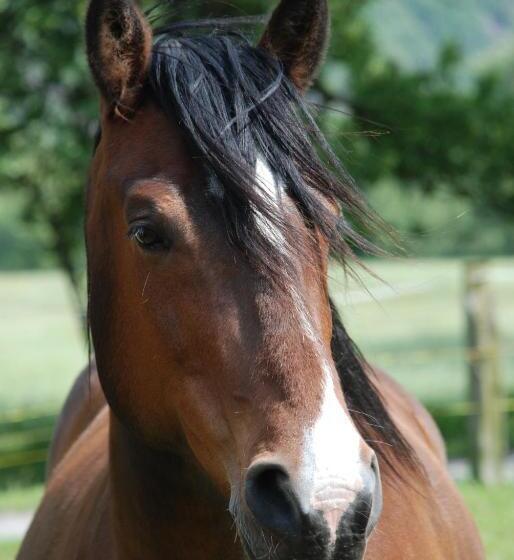酒店 Agriturismo La Finca