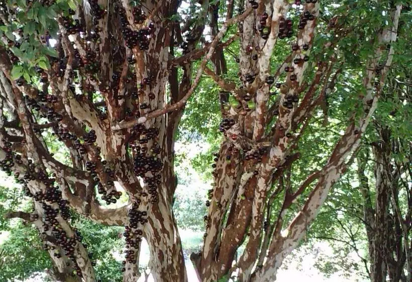 Majatalo Ecopousada Serra Verde