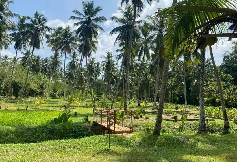 ホテル Ambarella Lodge   Katunayake