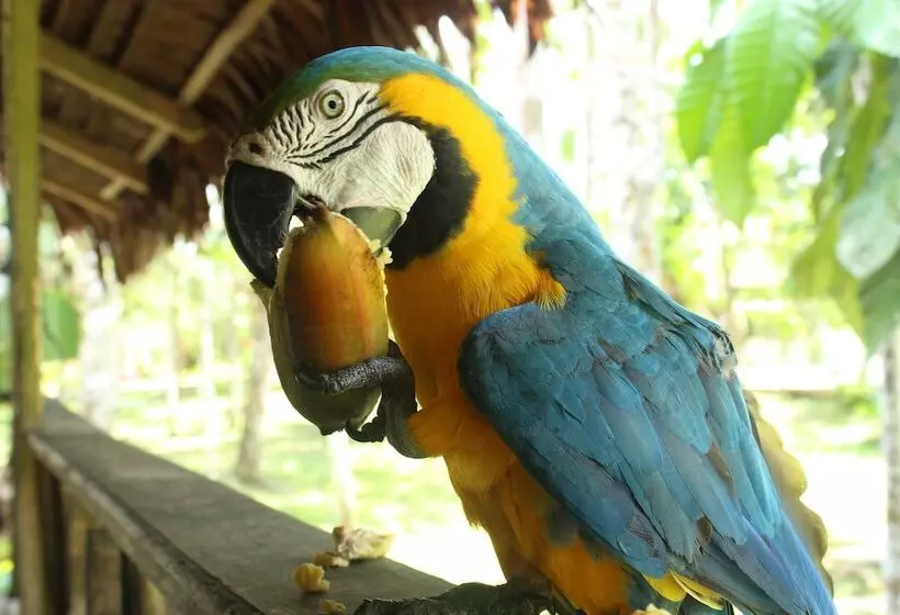 Hotelli Amazon Garden Ecolodge