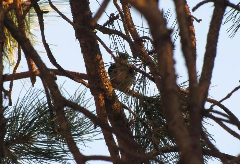 پانسیون Guest House Ongal