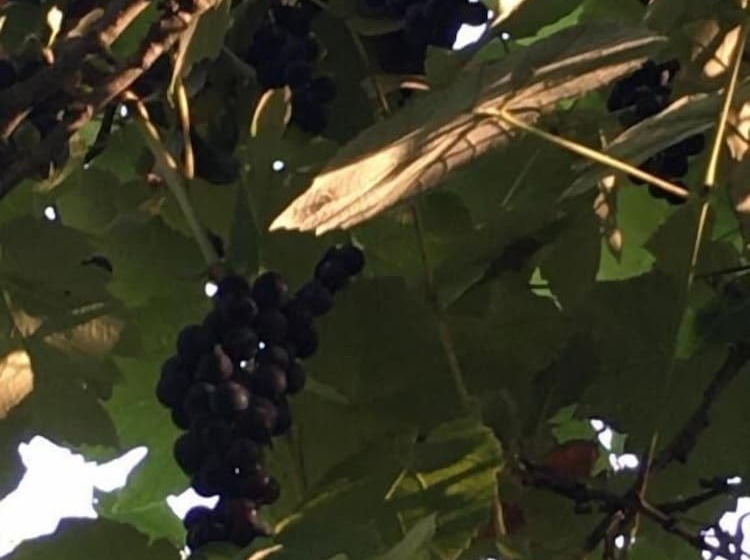 ベッドアンドブレックファースト La Ferme Des Vignes