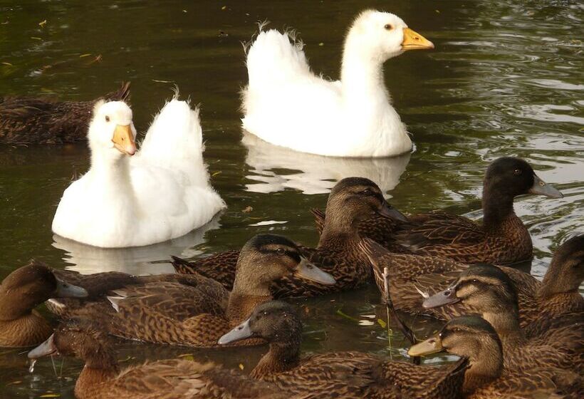 ベッドアンドブレックファースト La Ferme Des Vignes