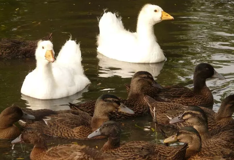 ベッドアンドブレックファースト La Ferme Des Vignes