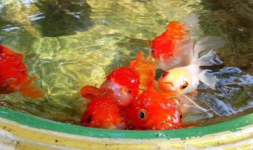 Hotelli Somjainuk Resort 1