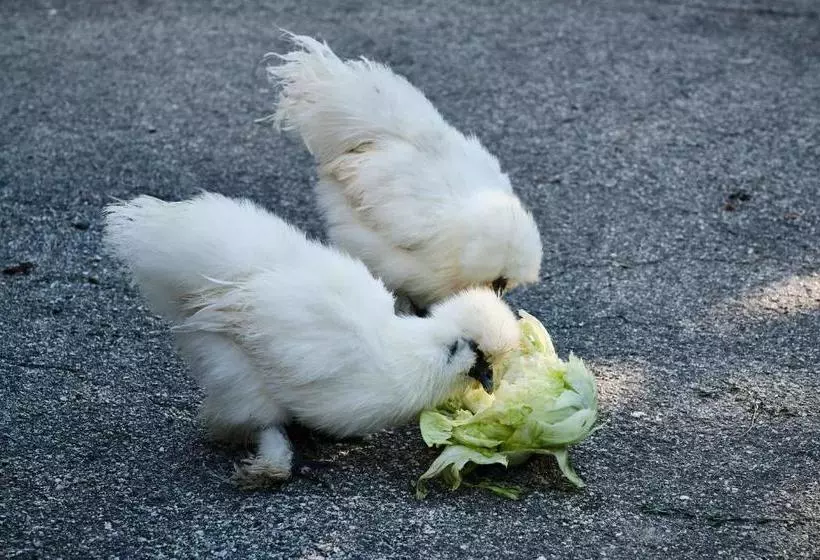 ユースホステル Al Bacino Rooms And Breakfast