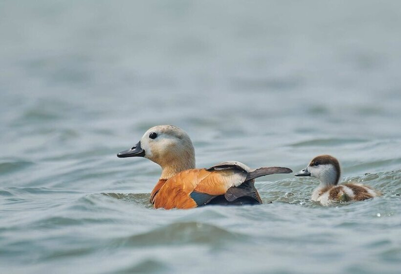 펜션 Bunica Maria   Guesthouse For Birders