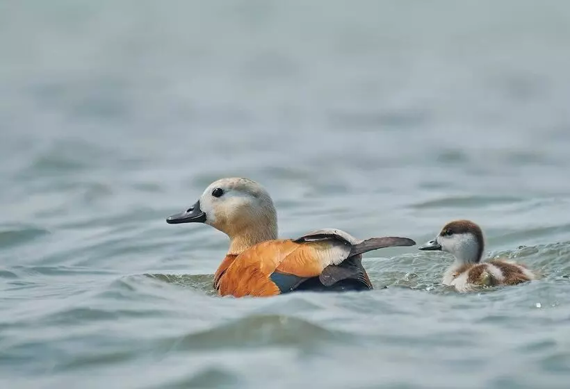 ペンション Bunica Maria   Guesthouse For Birders
