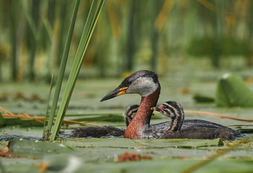 펜션 Bunica Maria   Guesthouse For Birders