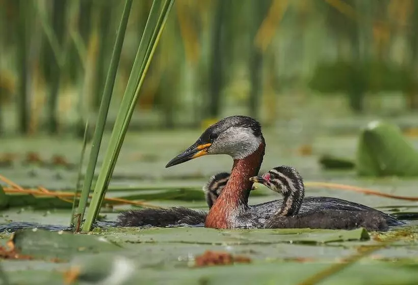 ペンション Bunica Maria   Guesthouse For Birders