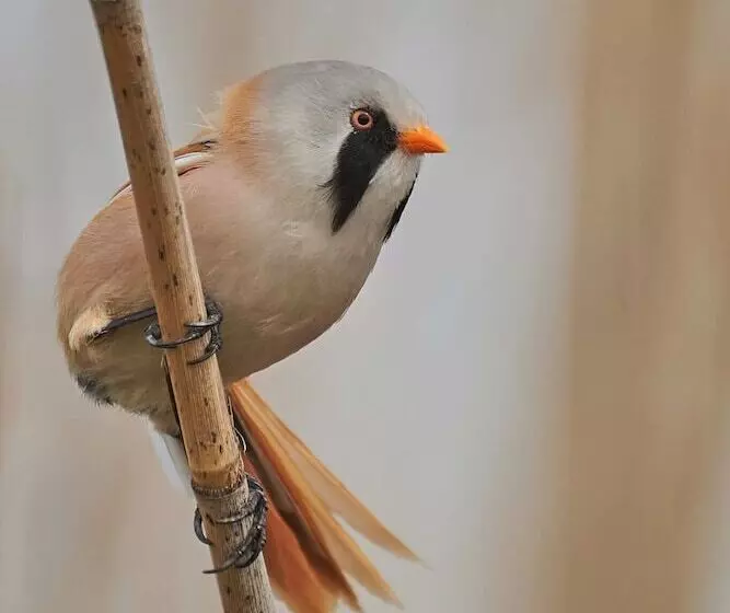 ペンション Bunica Maria   Guesthouse For Birders
