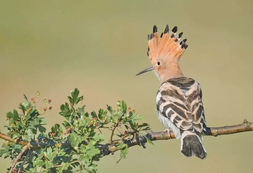ペンション Bunica Maria   Guesthouse For Birders