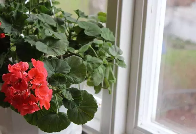 Brålanda Hotell Och Vandrarhem