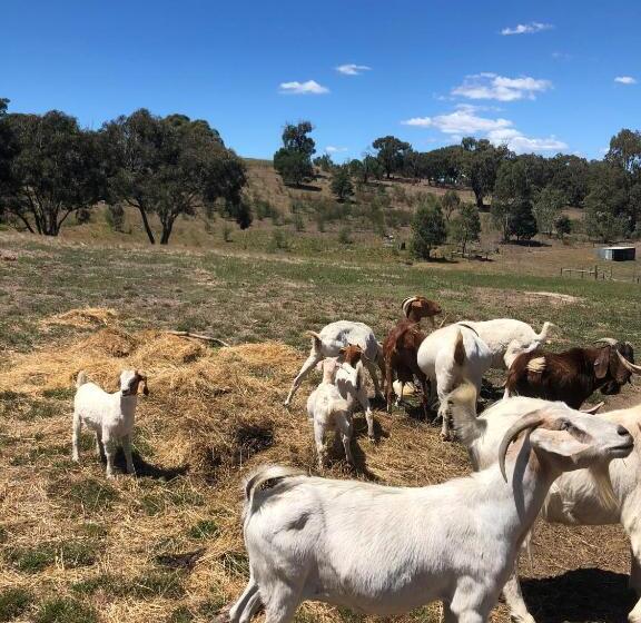 酒店 Hilltop Tiny House By Tiny Away